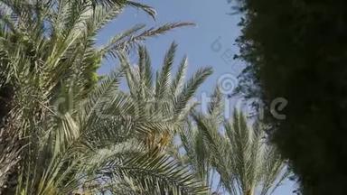底景，棕榈树间活动，蓝天.. 超高清，超高清，超高清，4K，2160P，4096x2160